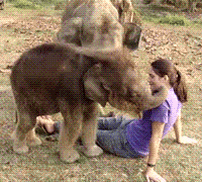 Woman In Purple Shirt Sitting With Elephant Behind GIF