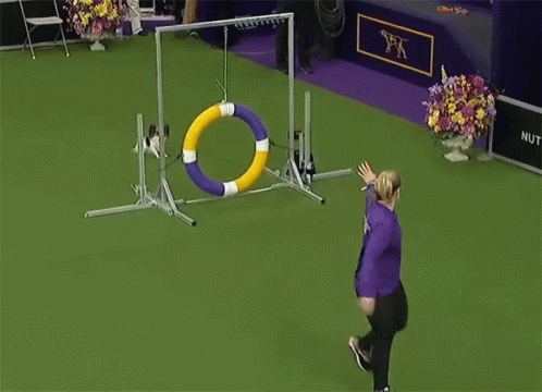 Woman In Purple Shirt Throwing Frisbee GIF
