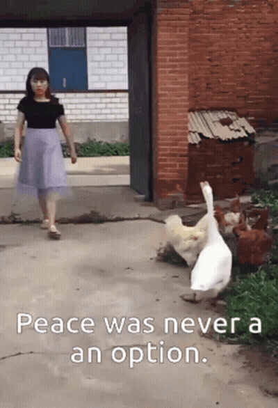 Woman In Purple Skirt Past Ducks And Chickens Peace Was Never An Option GIF
