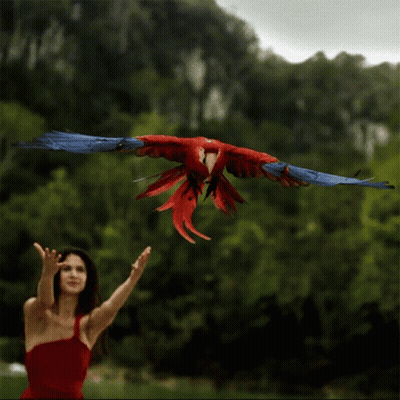 Woman in Red Dress Throws Red Parrot