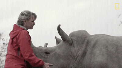 Woman In Red Jacket Touching Rhino Nose GIF