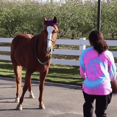 Woman In Tie Dye Shirt Next To Horse GIF