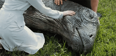 Woman In White Dress Kneeling Touching Hippopotamus GIF