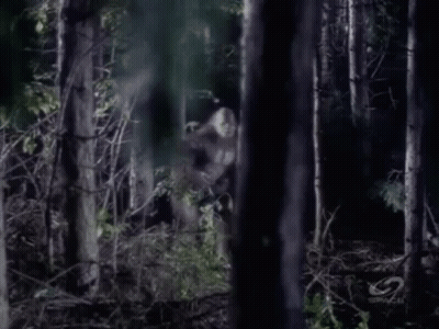 Woman In White Dress Walking Through Forest GIF