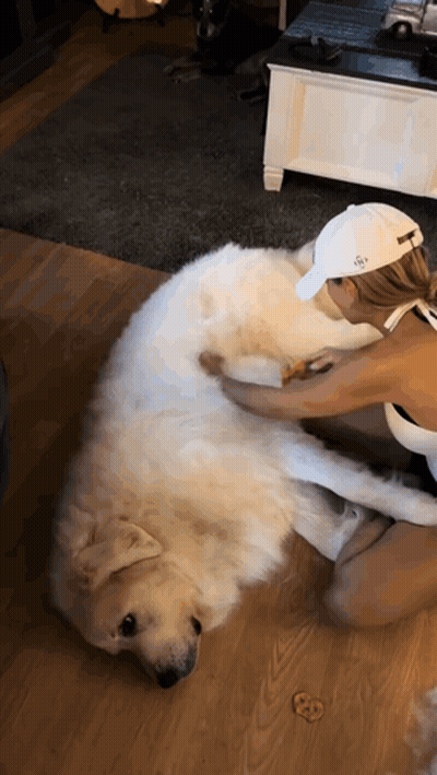 Woman In White Hat Petting Large White Dog GIF