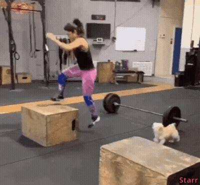 Woman Jumping Over Box With Barbell And Small Dog GIF