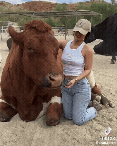 Woman Kneeling Next To Brown Cow With TikTok Watermark GIF