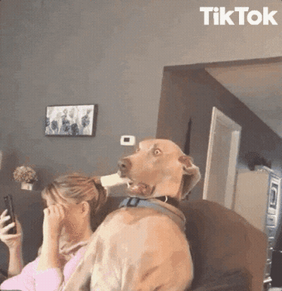 Woman Looking At Phone With Dog Covering Her Face GIF