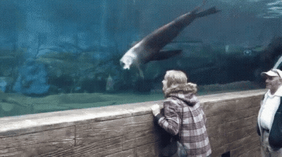 Woman Looking At Seal In Aquarium GIF