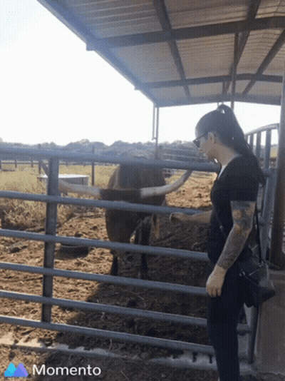 Woman Petting Bull Behind Fence With Momento GIF