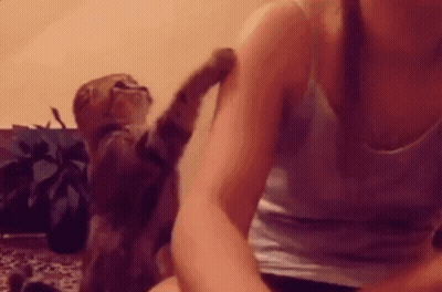 Woman Petting Cat On Couch GIF