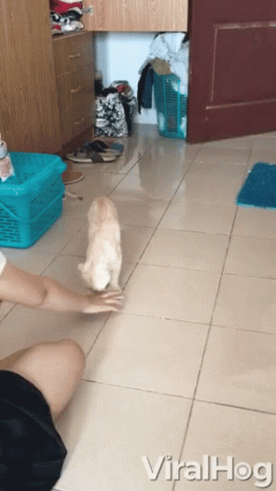 Woman Petting Cat Viralhog GIF