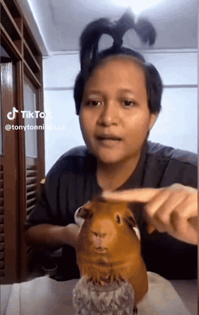 Woman Petting Guinea Pig Wearing Ponytail GIF