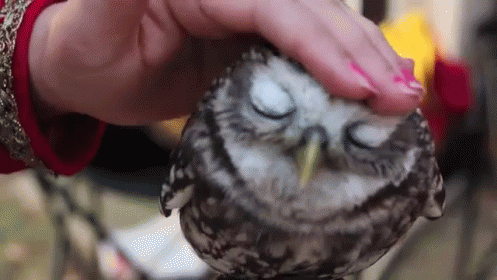 Woman Petting Owl With Eyes Closed GIF