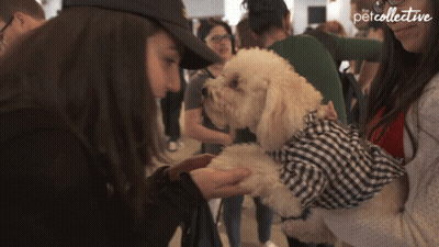 Woman Petting Small White Dog In Plaid Shirt Pet Collective GIF
