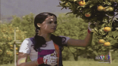 Woman Picking Oranges From Tree With Number 33 GIF
