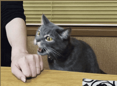 Woman Reaching For Cat Paw GIF