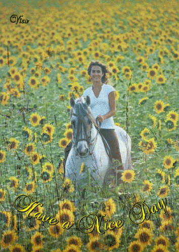 Woman Riding Horse In Sunflower Field GIF