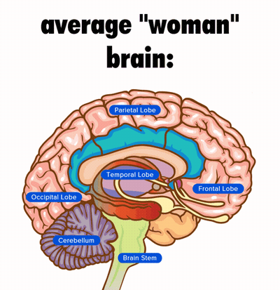Woman's Brain: Parietal, Temporal, Occipital, Cerebellum, Brain Stem GIF