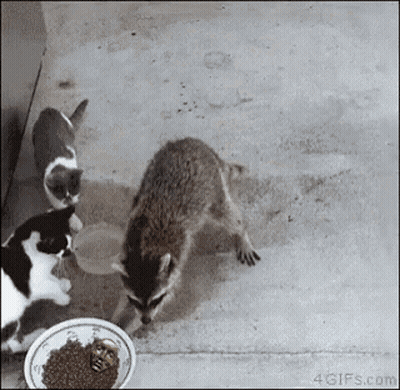 Woman Saying Let's Do It Yassss GIF