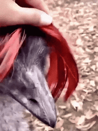 Woman Says I Don't Want No Animal I'm A Dog Already GIF
