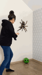 Woman Scared Hitting Spider