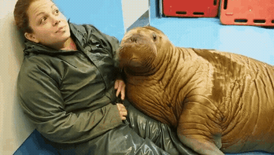 Woman Sitting Next To Walrus On Blue Floor GIF