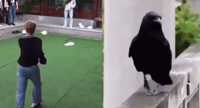 Woman Standing Next To Black Bird GIF