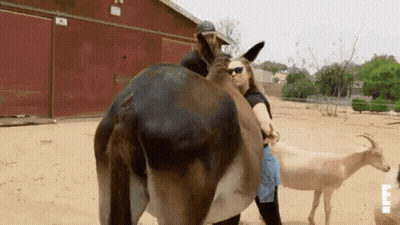 Woman Standing Next To Donkey And Goat GIF