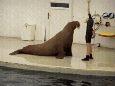 Woman Standing Next To Sitting Walrus GIF