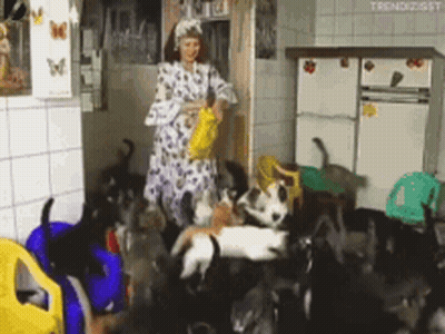 Woman Surrounded By Cats And Dogs GIF