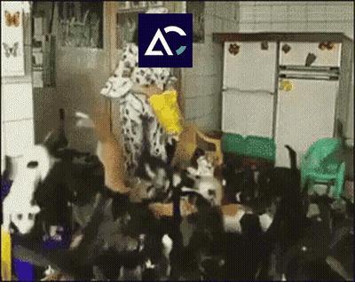 Woman Surrounded By Cats With AC Logo GIF