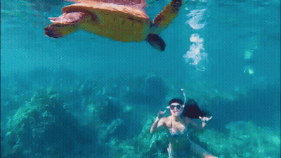 Woman Swimming With Turtle In Ocean GIF