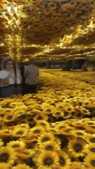 Woman Taking Picture Of Sunflowers In Mirrored Room GIF