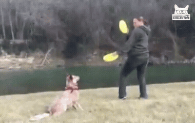 Woman Throwing Frisbee At Dog GIF