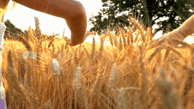 Woman Touching Wheat Field GIF