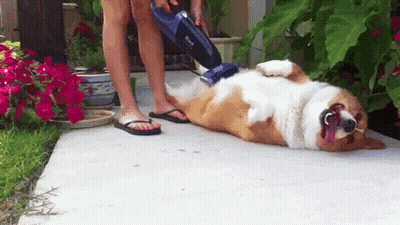 Woman Vacuuming Dog Fur GIF