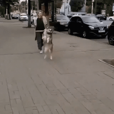 Woman Walking Dog On Leash GIF