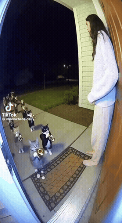 Woman With Cats Playing Trumpets GIF