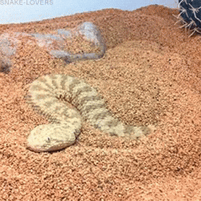 Woman With Mask Saying Viper Loves Amora GIF