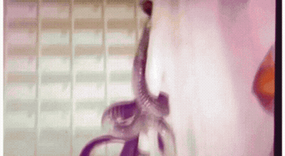 Woman With Snake In Mouth Close Up GIF