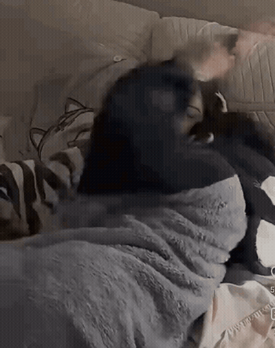 Woman Wrapped In Blanket Laying On Bed With Dog GIF