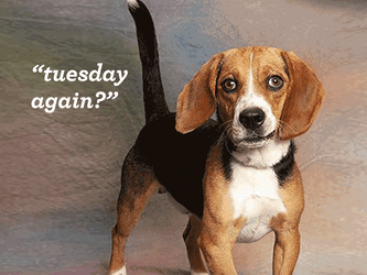 Wonderful Tuesday Cute Puppy GIF