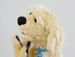 Wondering Dog Yes GIF