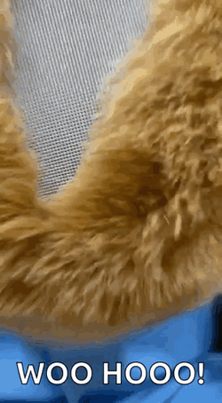 Woo Hoo Texas Rangers Mascot GIF