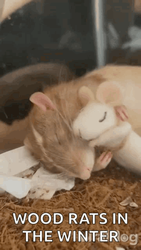 Wood Rats In Winter GIF