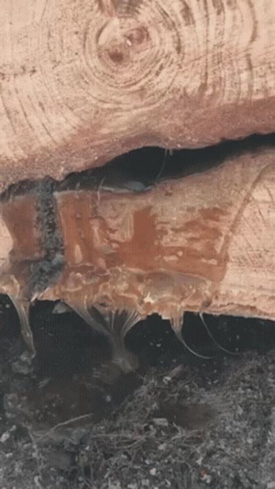 Wood With Water Drops GIF
