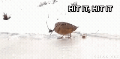 Woodcock Bird GIF