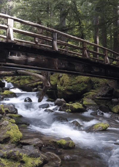 Puente de madera sobre el río con rocas musgosas GIF