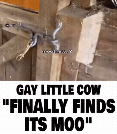 Wooden Fence Gay Little Cow Finally Finds Its Moo GIF